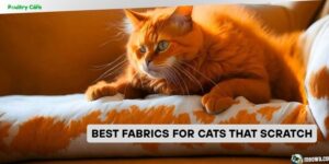 best fabrics for cats that scratch