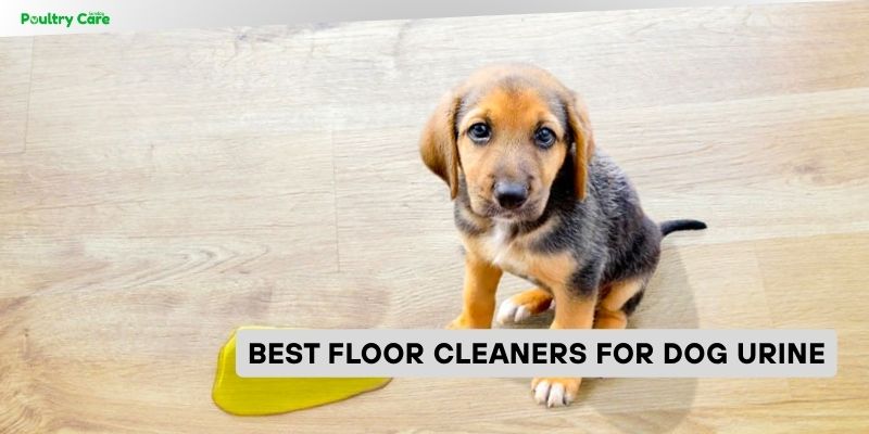 best floor cleaners for dog urine