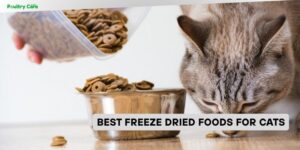 best freeze dried foods for cats