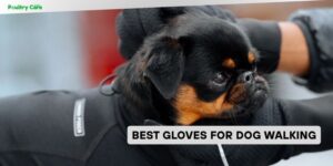 best gloves for dog walking
