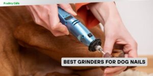 best grinders for dog nails