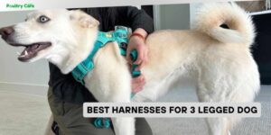 best harnesses for 3 legged dog