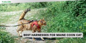 best harnesses for maine coon cat