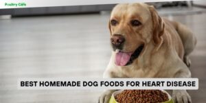 best homemade dog foods for heart disease