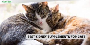 best kidney supplements for cats
