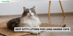 best kitty litters for long haired cats