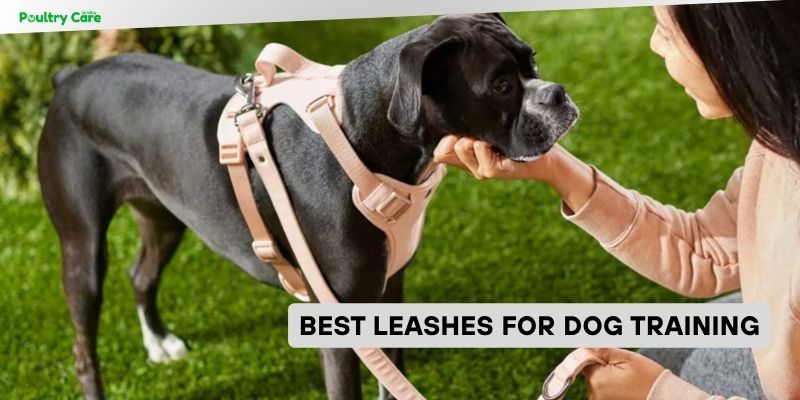 best leashes for dog training