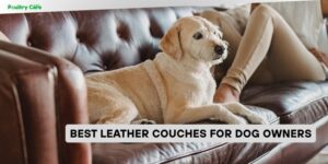 best leather couches for dog owners