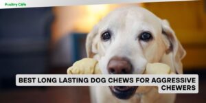 best long lasting dog chews for aggressive chewers