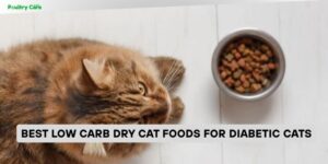 best low carb dry cat foods for diabetic cats