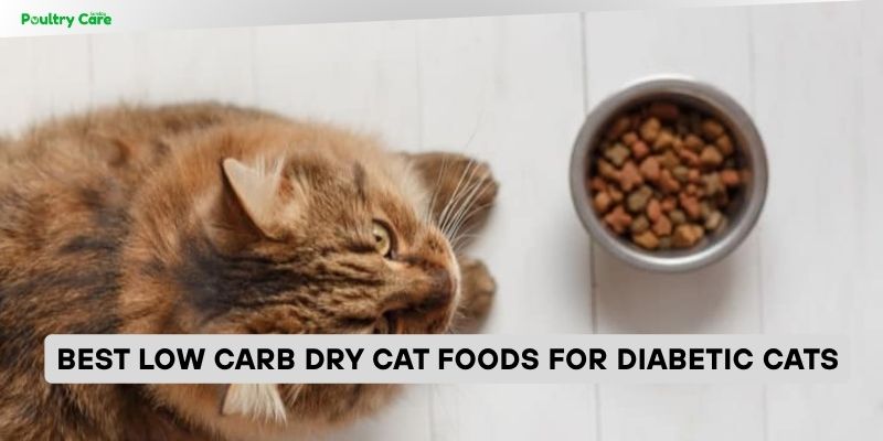 best low carb dry cat foods for diabetic cats
