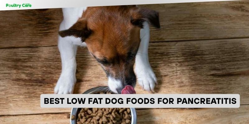 best low fat dog foods for pancreatitis