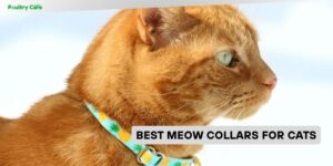 best meow collars for cats