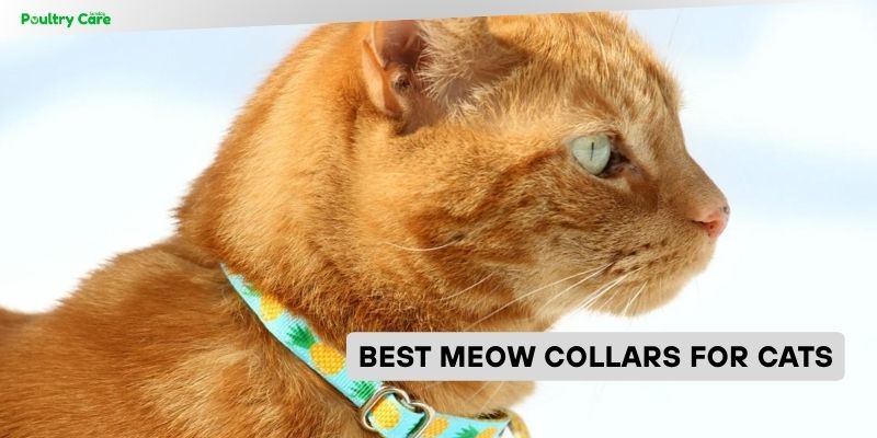 best meow collars for cats