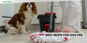 best mops for dog pee