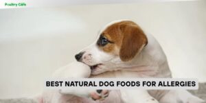 best natural dog foods for allergies