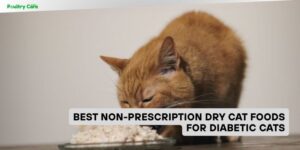 best non-prescription dry cat foods for diabetic cats