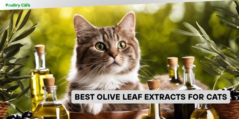 best olive leaf extracts for cats