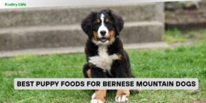 best puppy foods for bernese mountain dogs
