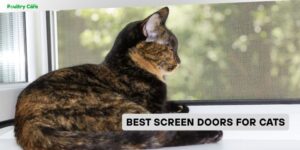 best screen doors for cats