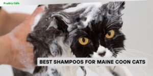 best shampoos for maine coon cats