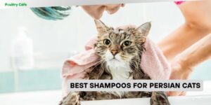 best shampoos for persian cats