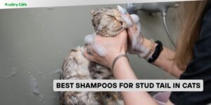 best shampoos for stud tail in cats