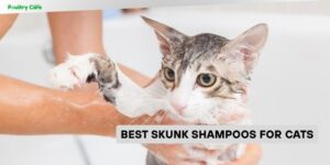 best skunk shampoos for cats