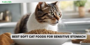 best soft cat foods for sensitive stomach