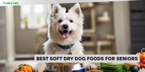 best soft dry dog foods for seniors