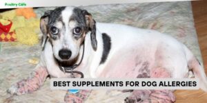 best supplements for dog allergies