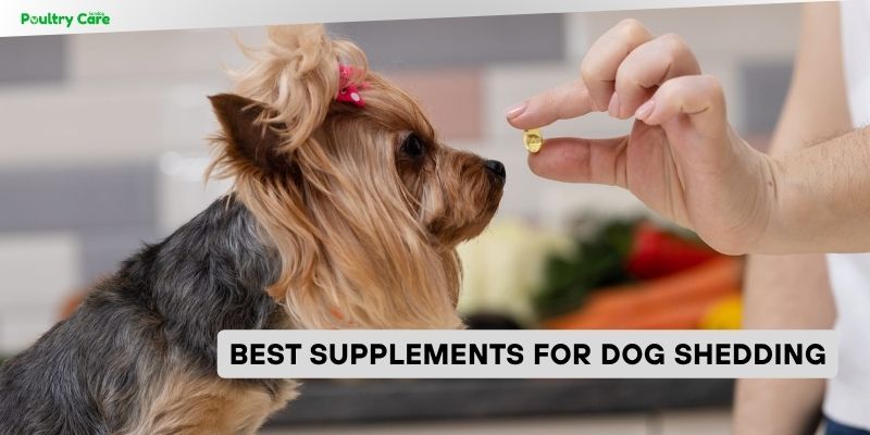 best supplements for dog shedding