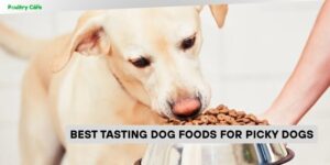 best tasting dog foods for picky dogs