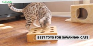 best toys for savannah cats