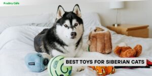 best toys for siberian cats