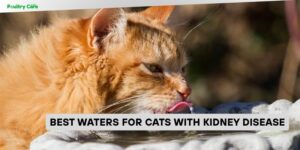 best waters for cats with kidney disease