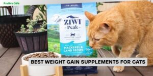 best weight gain supplements for cats
