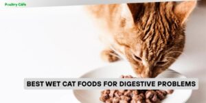 best wet cat foods for digestive problems