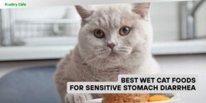 best wet cat foods for sensitive stomach diarrhea