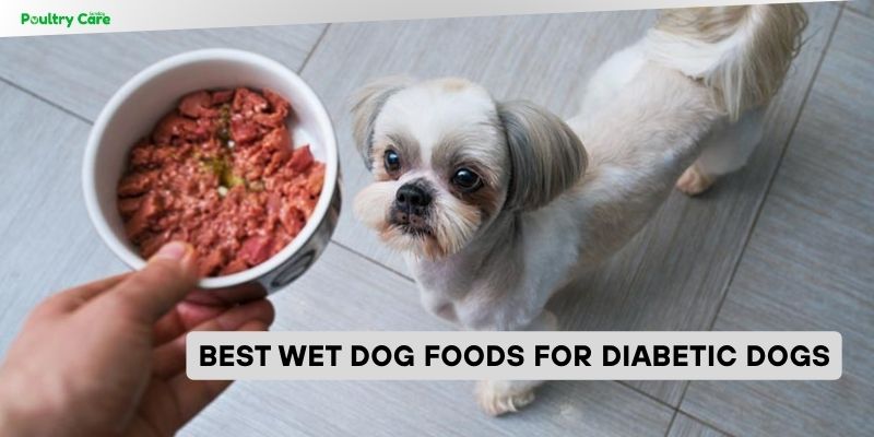 best wet dog foods for diabetic dogs