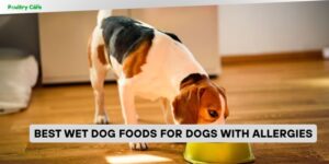 best wet dog foods for dogs with allergies