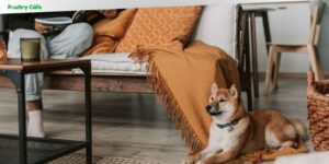 Things to Check Before Booking a Dog Hotel for Your Pet
