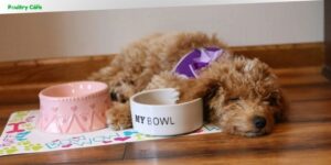 Caring for a Mini Poodle