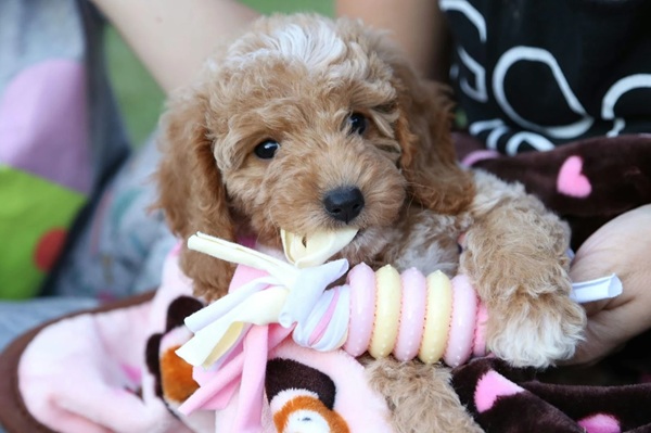 Creating a Stimulating Home Environment for Mini Poodles