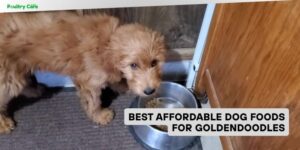 best affordable dog foods for goldendoodles