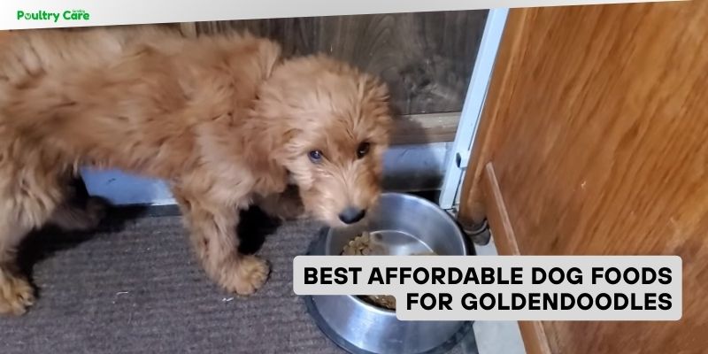 best affordable dog foods for goldendoodles