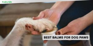 best balms for dog paws