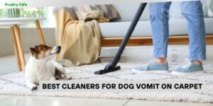 best cleaners for dog vomit on carpet