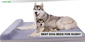 best dog beds for husky