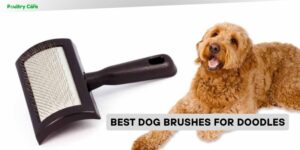 best dog brushes for doodles